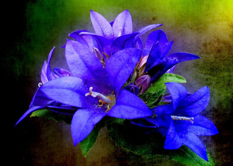 Purple Bell-shaped Flowers — Blue, Dramatic