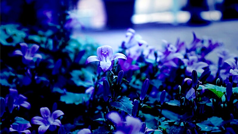Purple Bell-shaped Flowers — Blue, Dreamy