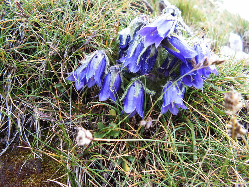 Purple Bell-shaped Flowers — Blue, Natural