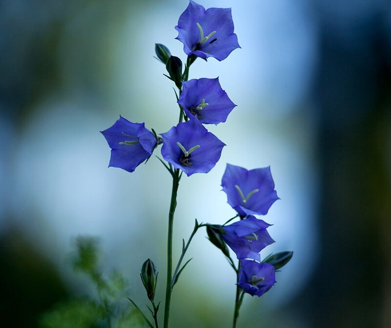 Purple Bell-shaped Flowers — Blue