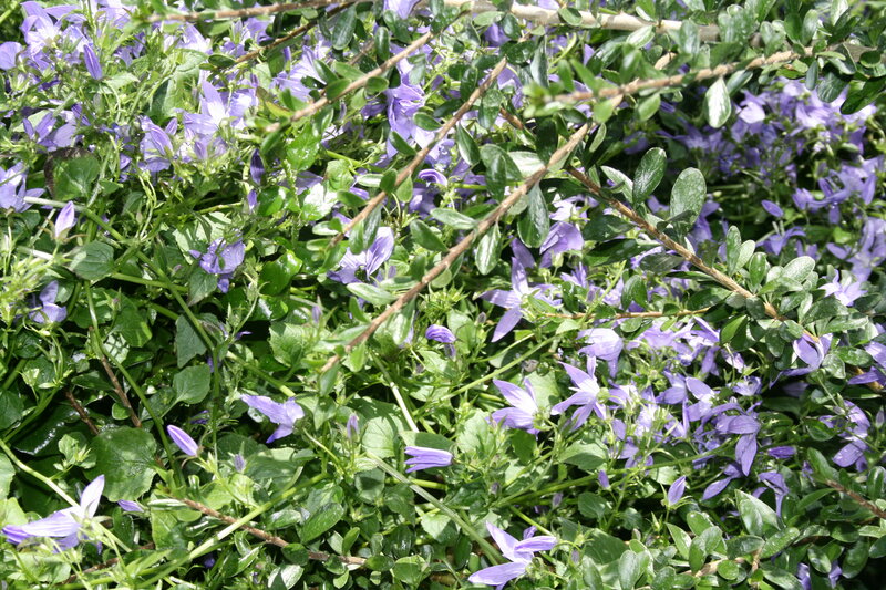 Purple Bell-shaped Flowers — Calm, Afternoon
