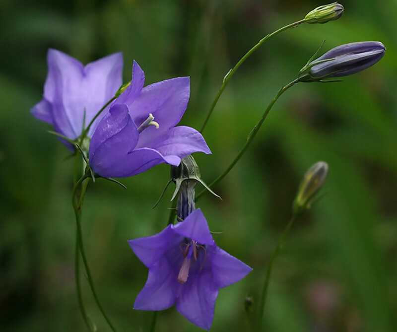 Purple Bell-shaped Flowers — Calm, Photograph, Buds