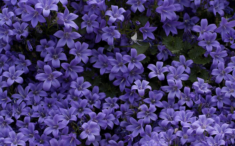 Purple Bell-shaped Flowers — Calm, Photograph, Green Leaves, Green