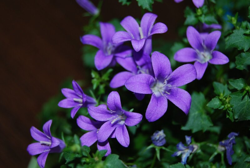 Purple Bell-shaped Flowers — Calm, Photograph, Green Leaves