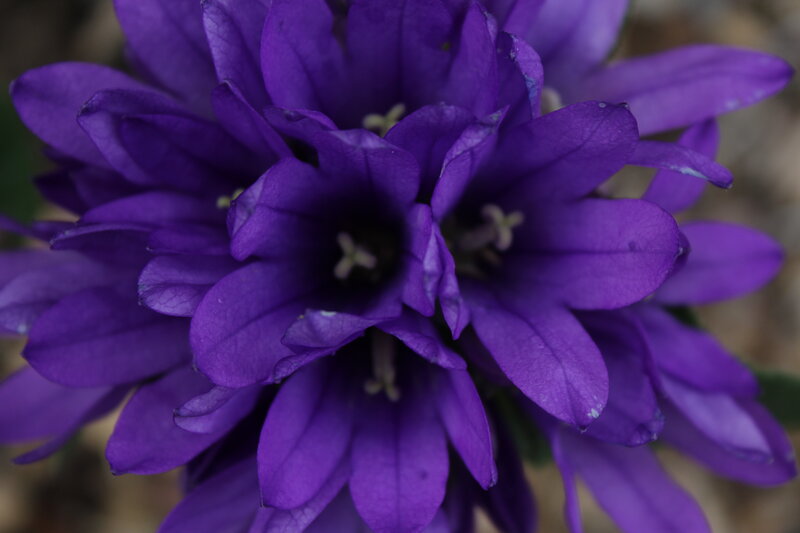 Purple Bell-shaped Flowers — Calm, Photograph, Petals, Stamen