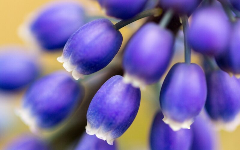 Purple Bell-shaped Flowers — Calm, Photograph, Stem