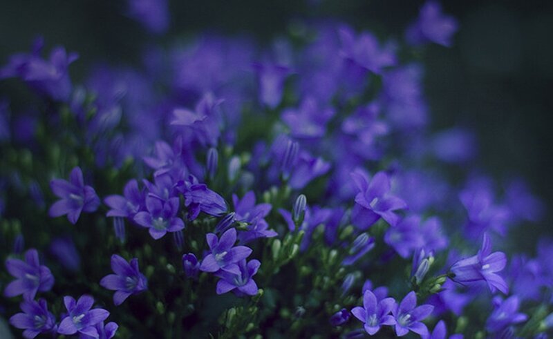Purple Bell-shaped Flowers — Calm, Photograph
