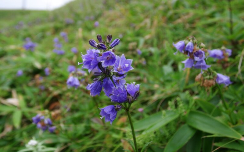 Purple Bell-shaped Flowers — Calm, Spring, Photograph, Green Grass, Leaves