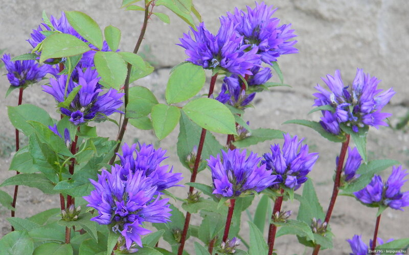 Purple Bell-shaped Flowers — Calm, Spring, Photograph, Green Leaves, Stems