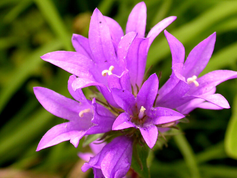 Purple Bell-shaped Flowers — Calm, Spring, Photograph, Green Leaves