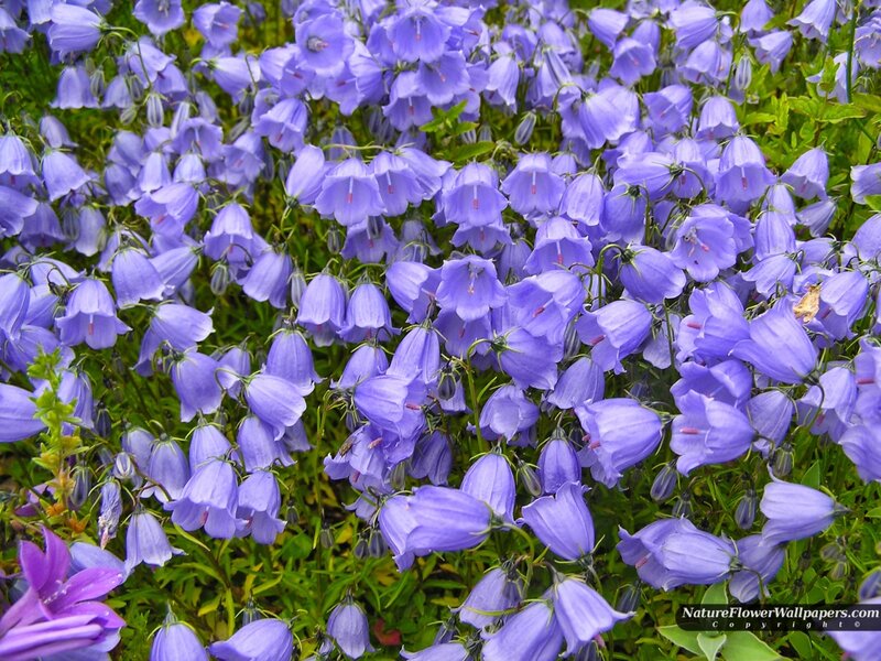 Purple Bell-shaped Flowers — Calm, Spring, Photograph