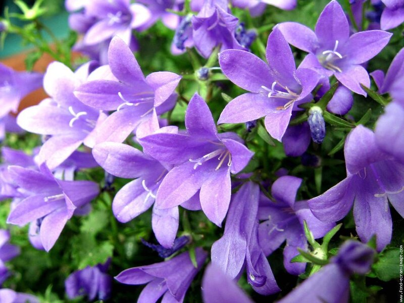 Purple Bell-shaped Flowers — Calm, Spring