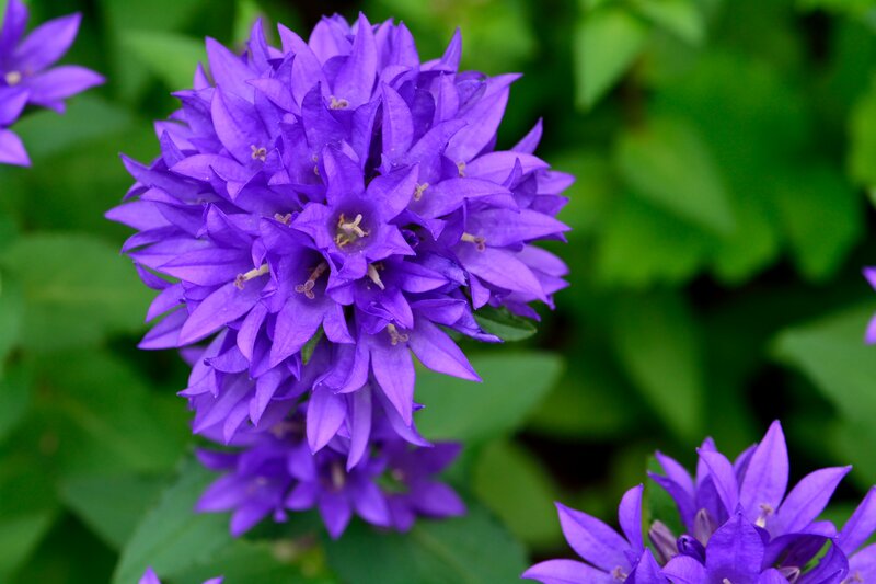 Purple Bell-shaped Flowers — Calm, Summer, Photograph