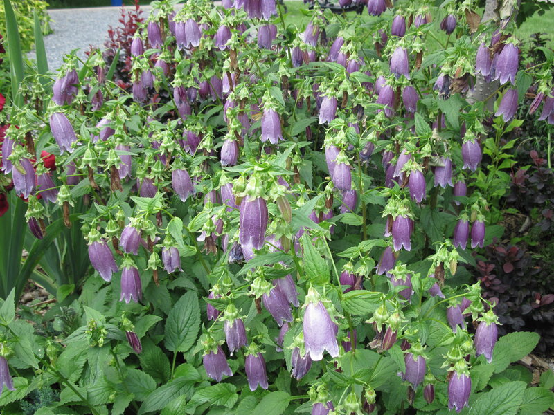 Purple Bell-shaped Flowers — Calm, Summer