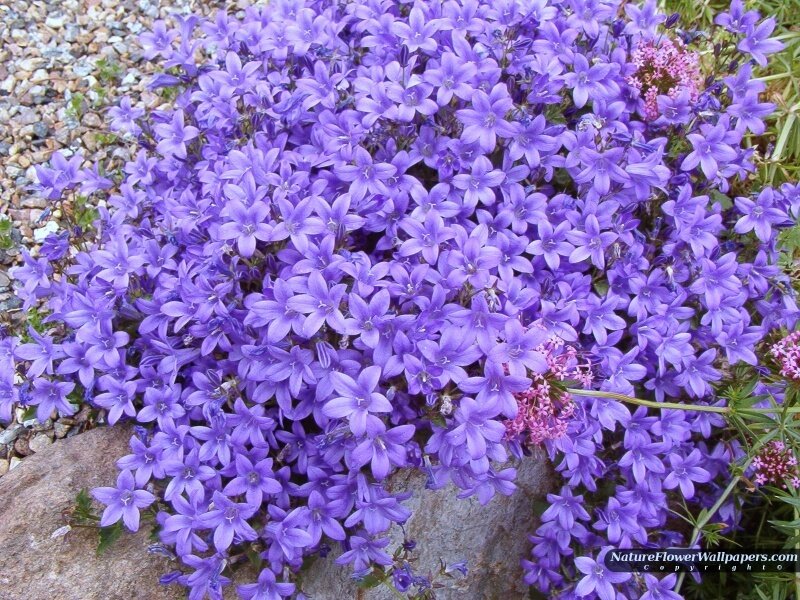 Purple Bell-shaped Flowers — Calm