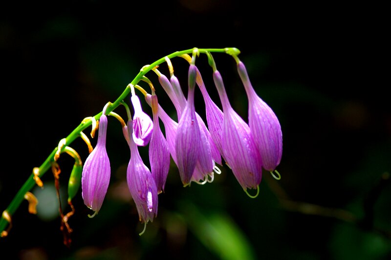 Purple Bell-shaped Flowers — Dramatic, Photograph, Green Stem