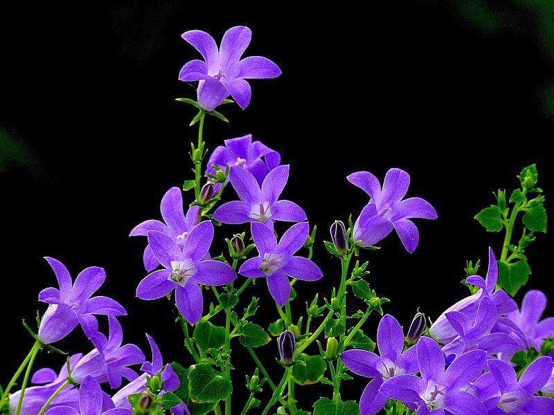 Purple Bell-shaped Flowers — Dramatic, Photograph