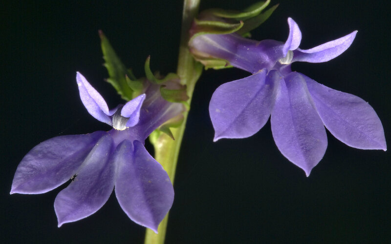 Purple Bell-shaped Flowers — Dramatic