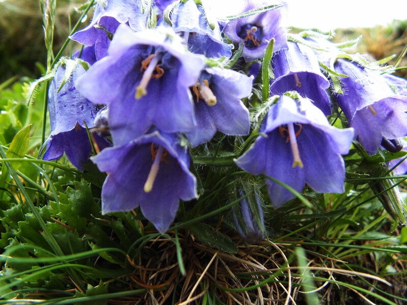 purple bell-shaped flowers in grass