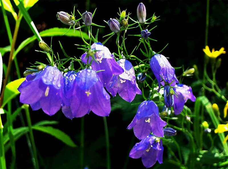 Purple Bell-shaped Flowers — Natural, Afternoon