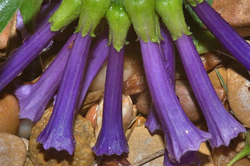 Purple Bell-shaped Flowers — Natural, Photograph