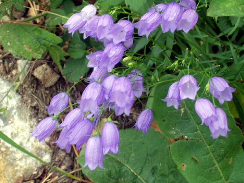 Purple Bell-shaped Flowers — Natural, Spring