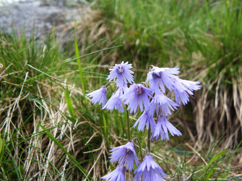 Purple Bell-shaped Flowers — Natural