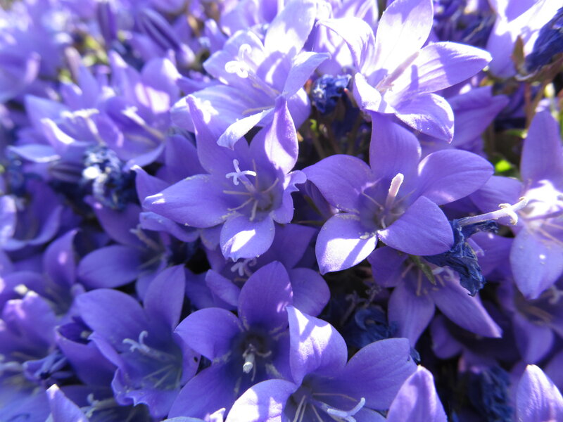 Purple Bell-shaped Flowers — Serene, Afternoon, Photograph, Sunlight