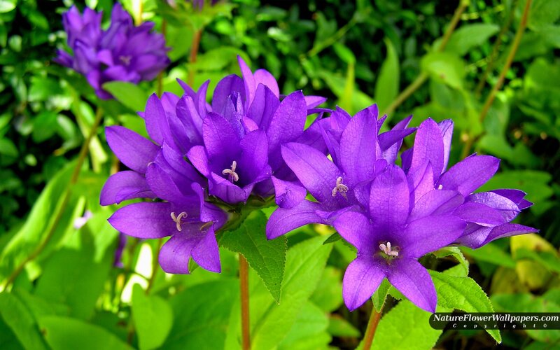 Purple Bell-shaped Flowers — Serene, Afternoon