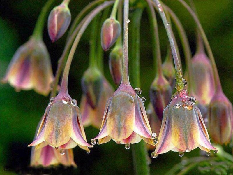 Purple Bell-shaped Flowers — Serene, Morning, Photograph, Buds, Drops