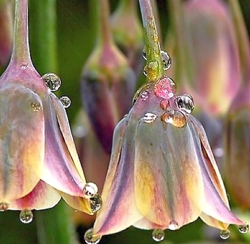 Purple Bell-shaped Flowers — Serene, Morning, Photograph, Drops
