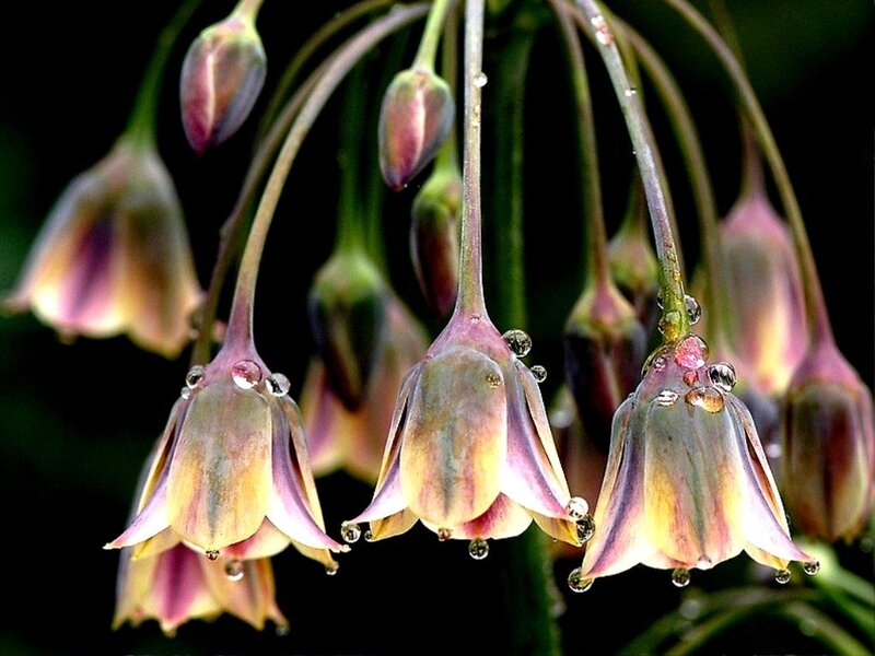 Purple Bell-shaped Flowers — Serene, Morning, Photograph