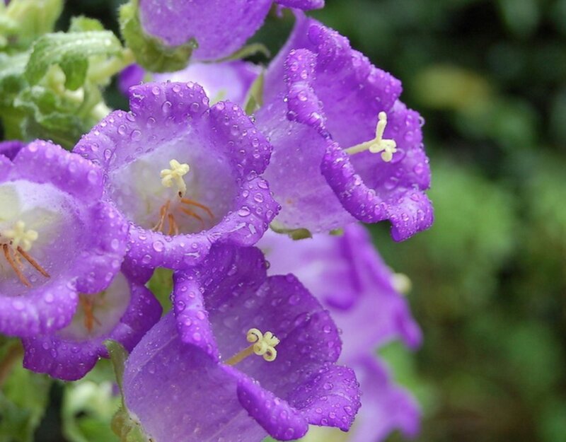 Purple Bell-shaped Flowers — Serene, Morning, Photograph, Water Droplets