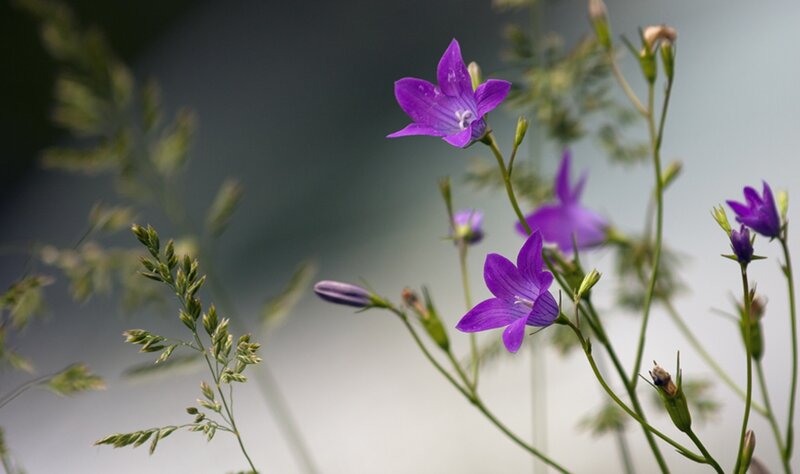 Purple Bell-shaped Flowers — Serene, Photograph, Green Stems, Grass
