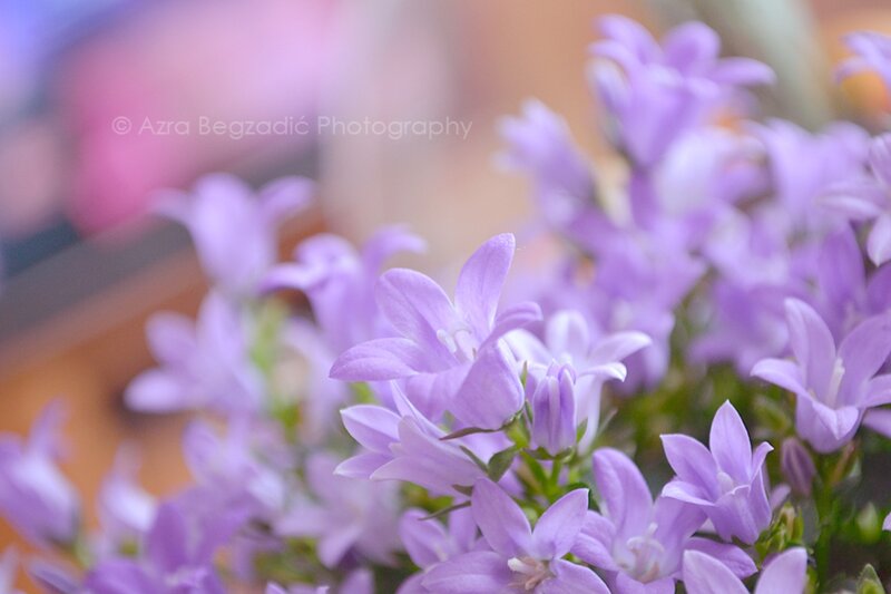 Purple Bell-shaped Flowers — Serene, Photograph, Green Stems