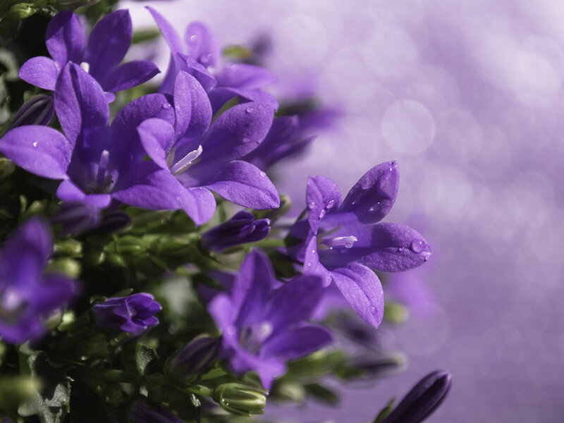 Purple Bell-shaped Flowers — Serene, Photograph