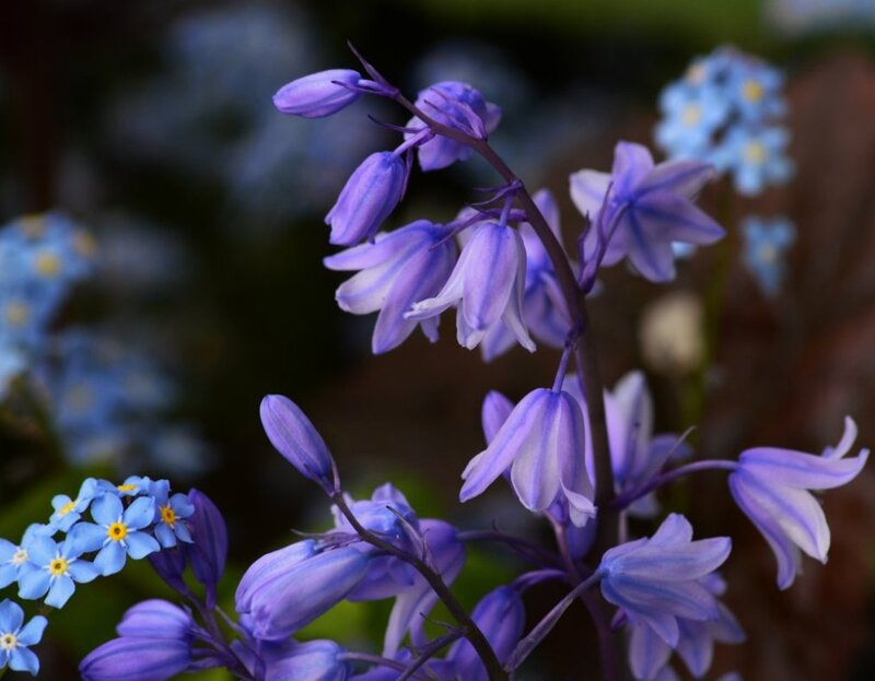 Purple Bell-shaped Flowers — Serene, Spring, Photograph