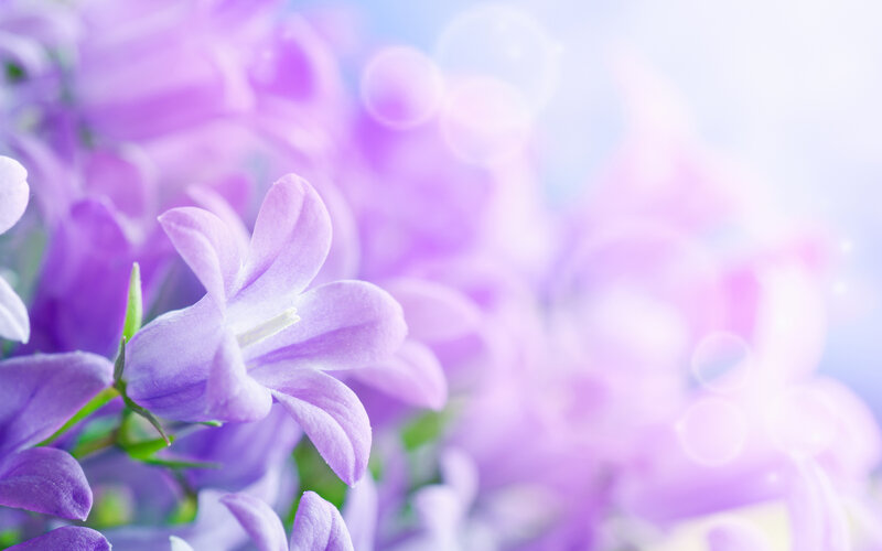 Purple Bell-shaped Flowers — Serene, Spring
