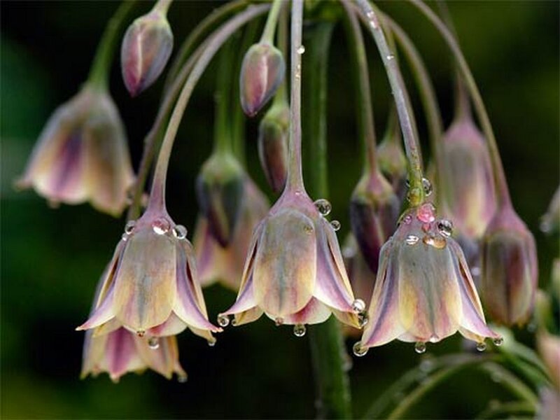 Purple Bell-shaped Flowers — Serene