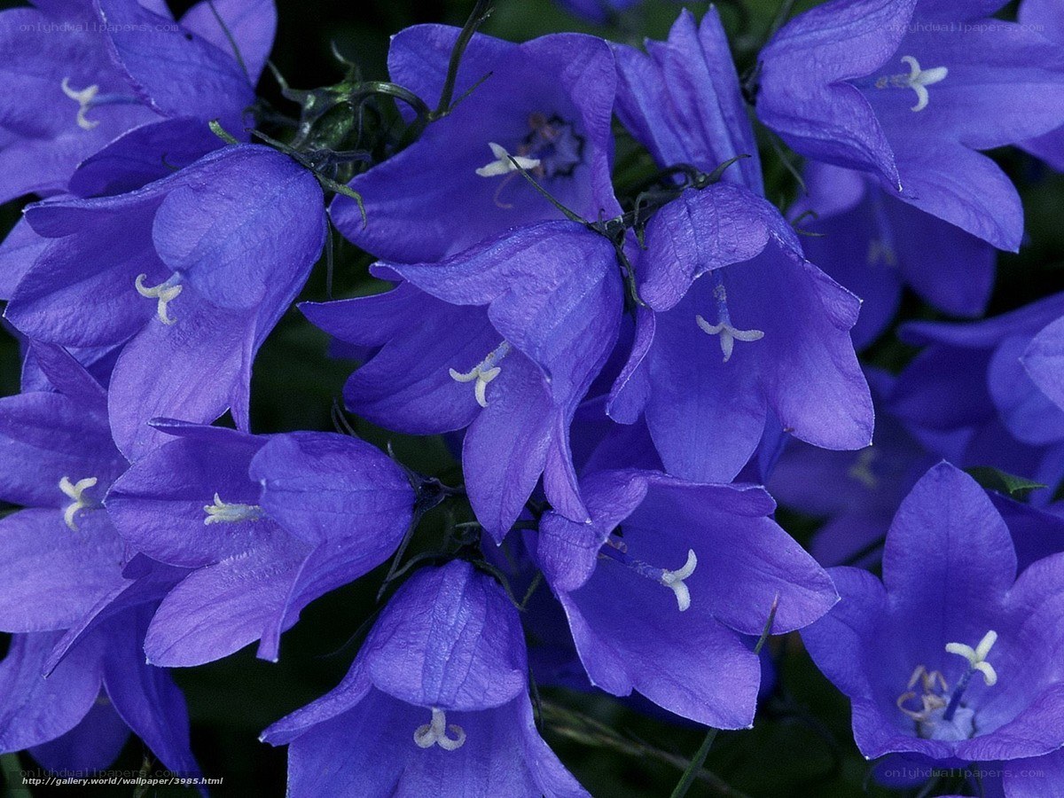 Purple bell-shaped flowers