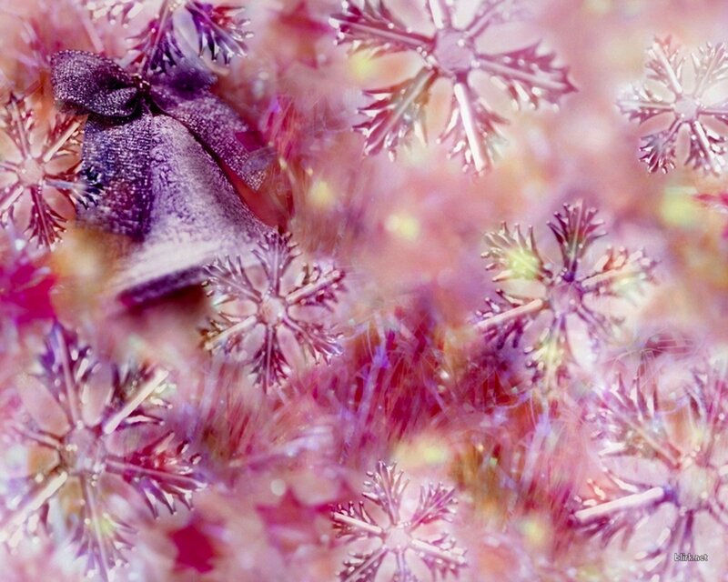 Purple Bell with Snowflakes — Pink
