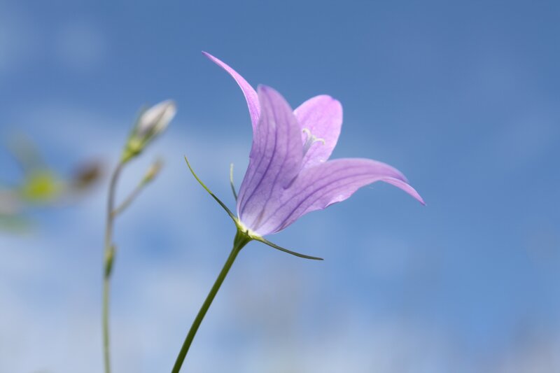 Purple bellflower against blue sky