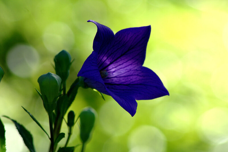 Purple Bellflower Bloom