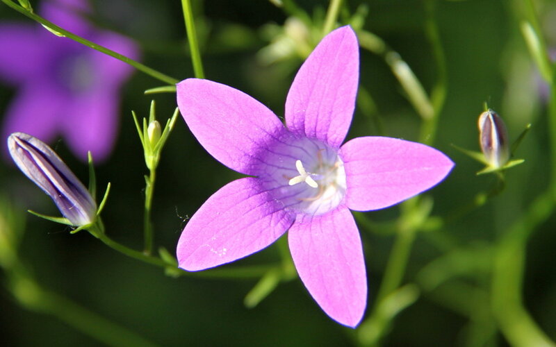 Purple Bellflower — Calm, Afternoon, Photograph
