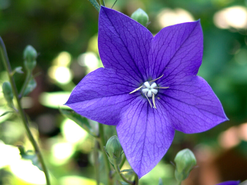 Purple Bellflower — Calm, Afternoon