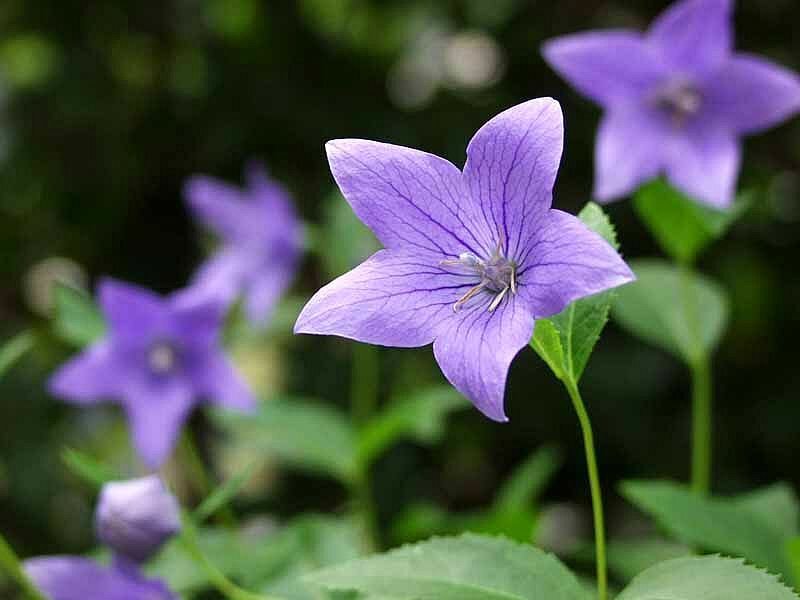 Purple Bellflower — Calm
