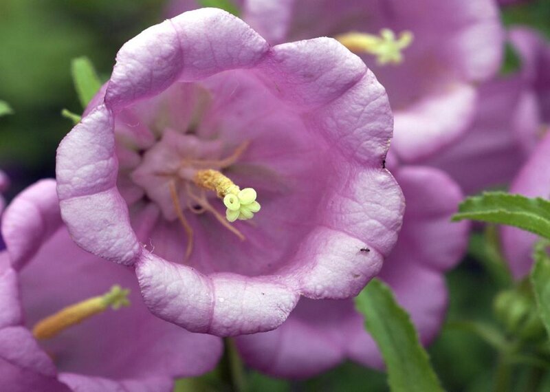 purple bellflower close-up