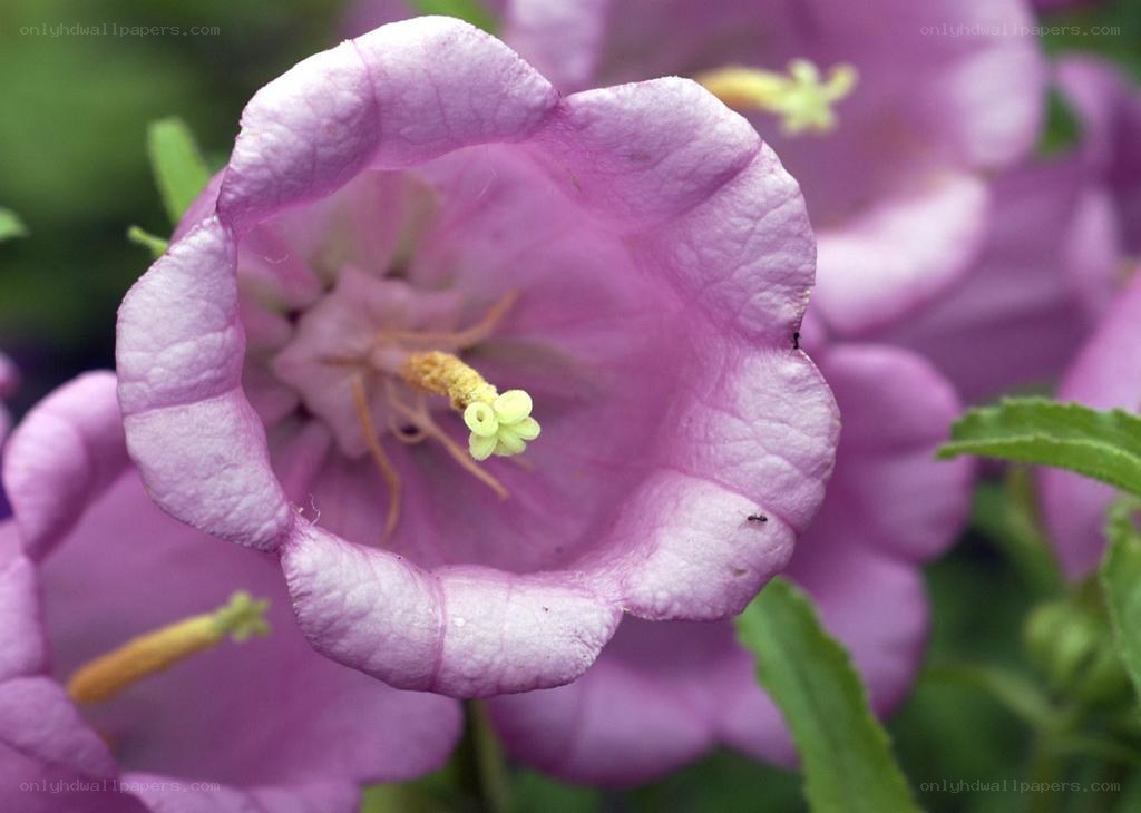 purple bellflower close-up