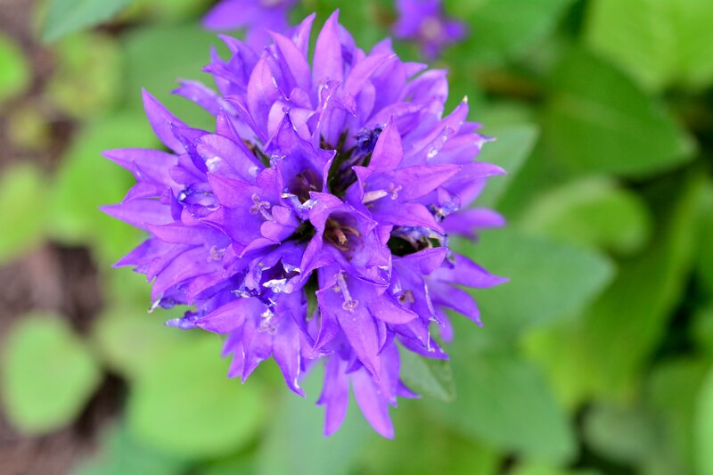 Purple Bellflower Cluster — Calm