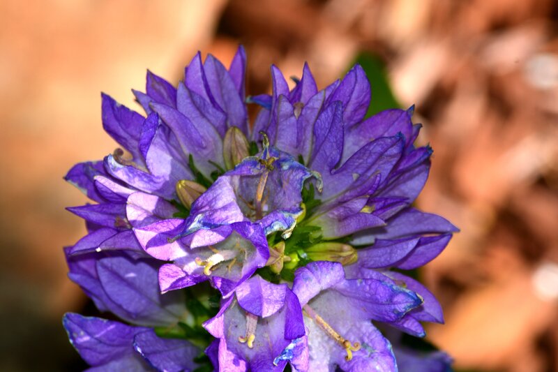 Purple Bellflower Cluster